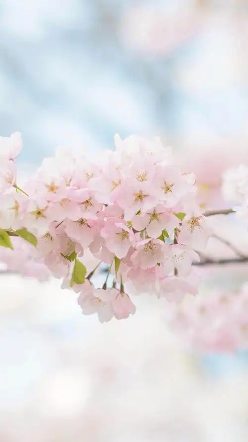 唯美樱花手机壁纸图片