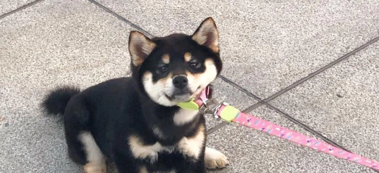 柴六斤是什么狗