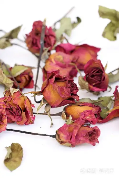 白色背景上的萎缩掉玫瑰