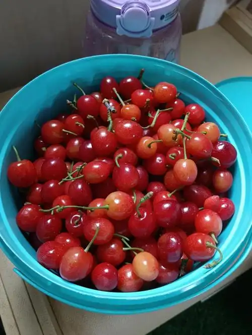 樱桃车厘子傻傻分不清楚