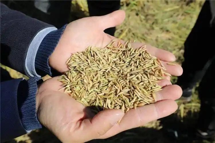 嫦娥五号"太空稻"丰收了!河源首次种植,收割近8000公斤稻谷