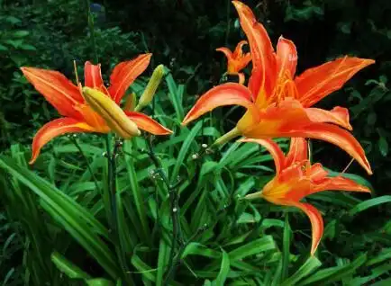 萱草图片萱草的功效与作用