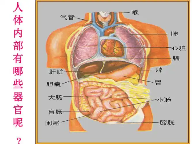 冀教版2001六年级科学下册4人体的组成课件共18张ppt