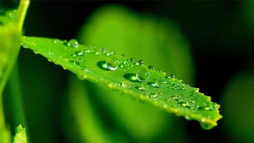 大自然里的清新绿色植物壁纸图片