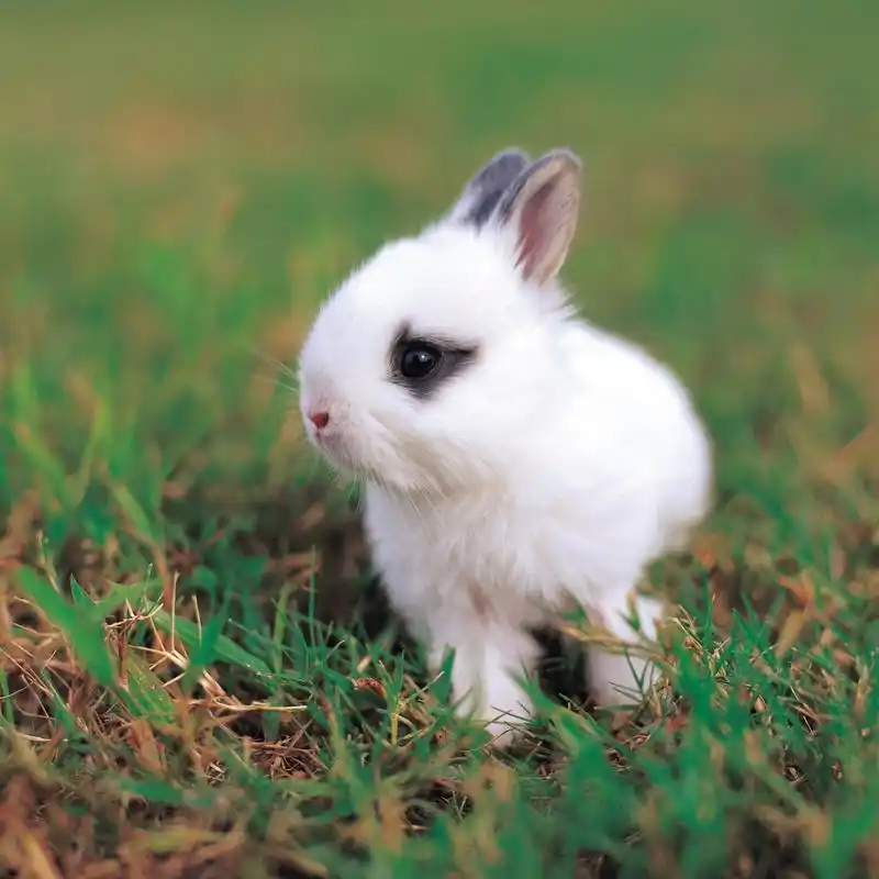 这一名字本身就充满了可爱与娇小的意象,但实际上,选择是否养这种兔子