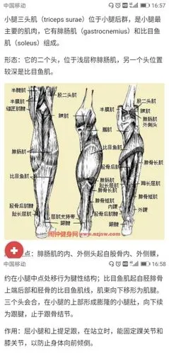 小腿与膝--拯救膝盖疼痛和校正xo型腿20181215 光远身体拼图第二讲