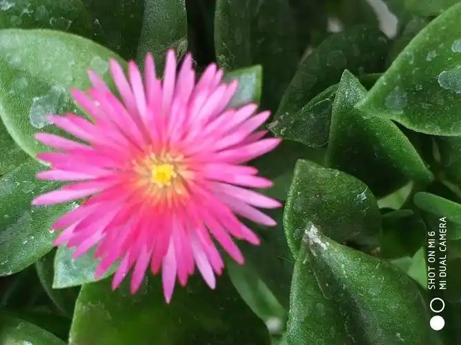 田七花开,粉艳艳