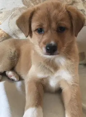 中华田园犬大黄狗纯种土狗幼犬