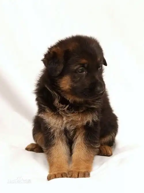 德国牧羊犬,下面这张是百度百科给出的幼犬照片,你可以再比对一下.