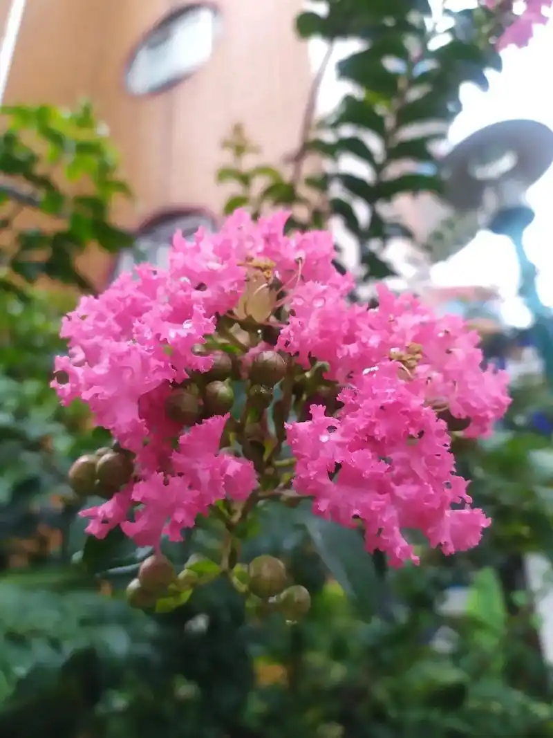 这花94第一次见,形状有点像银耳.花名叫"小叶紫薇"花期在5 - 抖音