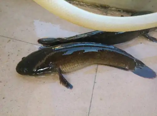 黑鱼是什么鱼