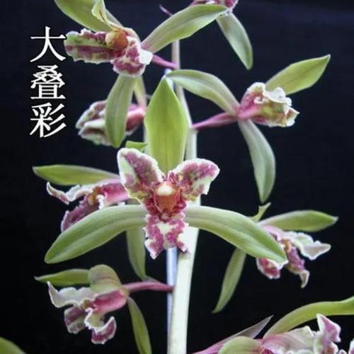 兰花苗蕙兰 大叠彩 老八种 浓香兰花室内绿植盆栽花卉兰花盆栽