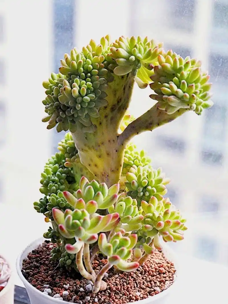 春萌多肉缀化,你怎么可以那么可爱91 对于部分养多肉的友友,新奇有