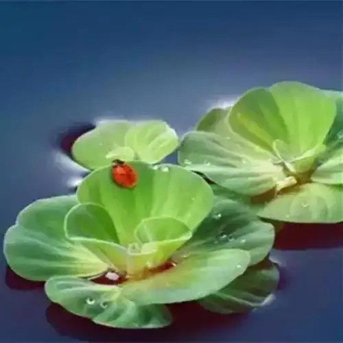 心态淡然平静的生活