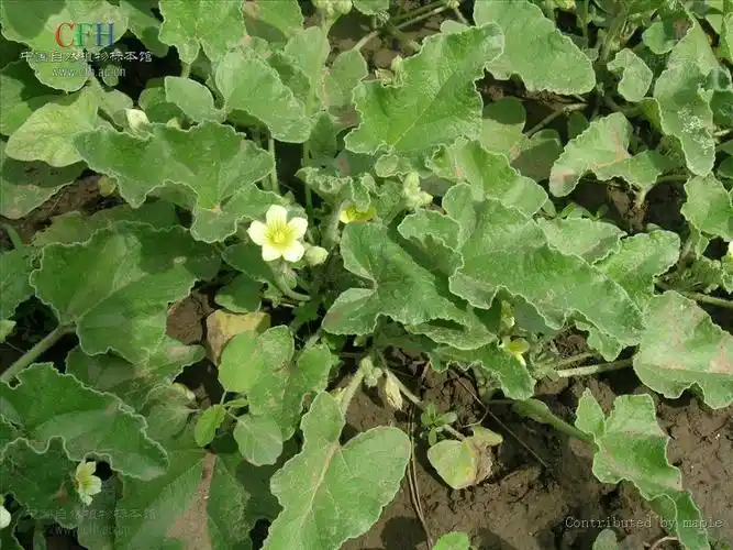 p>喷瓜属(ecballium),是 a href="#" data-lemmaid="229000">被子