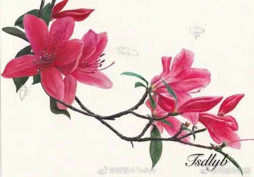 手绘鲜花,图片源自微博