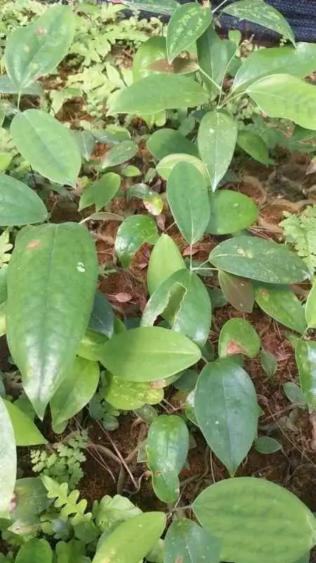 土茯苓 广西土茯苓批发 供应土茯苓价格实惠 土茯苓苗