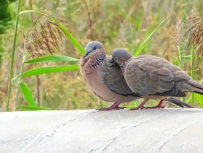 热恋中的一对斑鸠