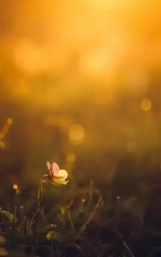 唯美小清新草地和花花图片壁纸