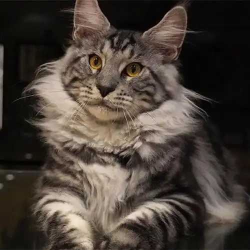 猫舍自繁育缅因猫幼崽红虎棕虎银虎烟熏凯米色缅因猫活体可线下自