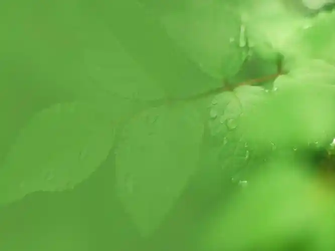 绿色桌面背景绿色ppt背景图片集合