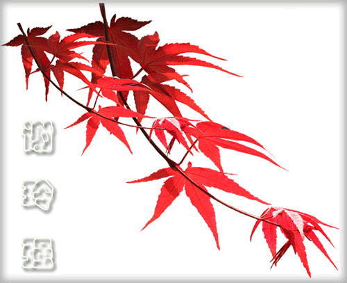 各类动态壁纸图集