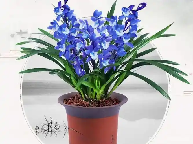 这是因为这个兰花品种独特的生存和繁殖能力决定的.