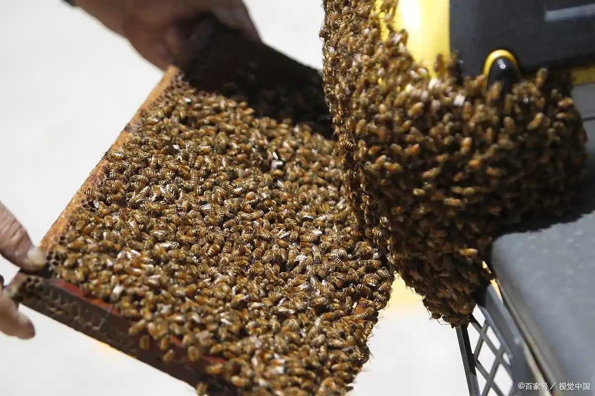 中蜂巢虫的预防方法,其中冰箱急冻就是杀死巢虫方法之一!