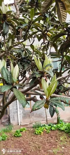 春天来了,枇杷浅绿色的叶子上枝头,生机一片.