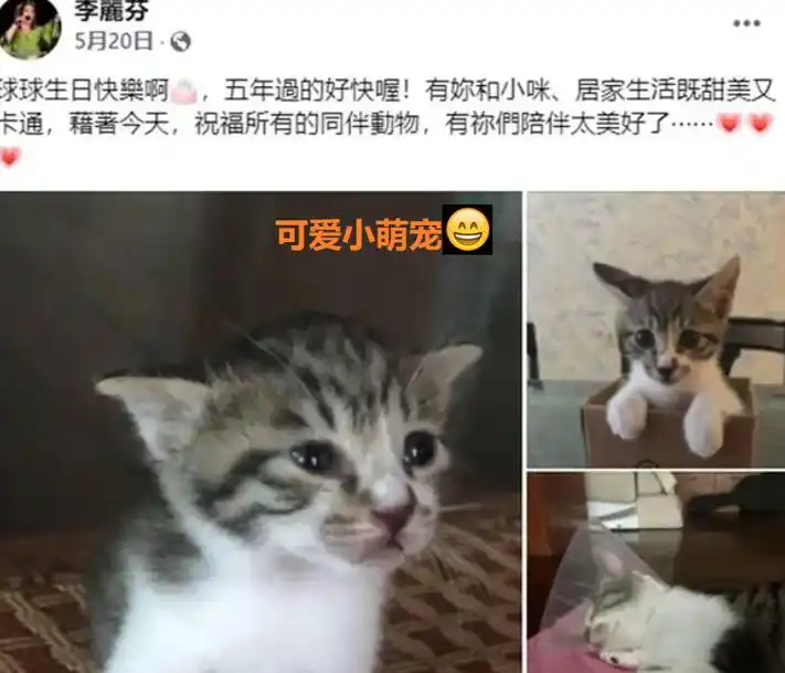 歌手李丽芬近况!与老公丁克20年后离婚,63岁独居与猫为伴