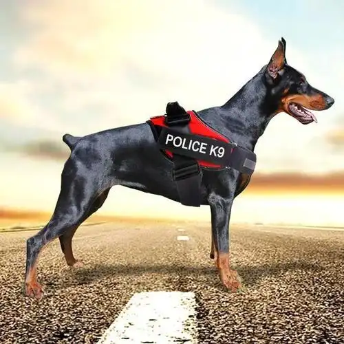 人类的守护者,常见的9种警犬,你知道多少?