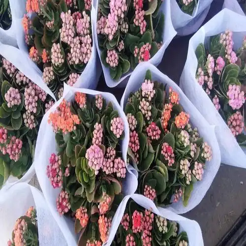 山东长寿花长寿花批发长寿花报价