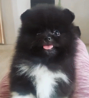 狗狗长毛黑色伸舌头可爱gif动图_动态图_表情包下载_soogif