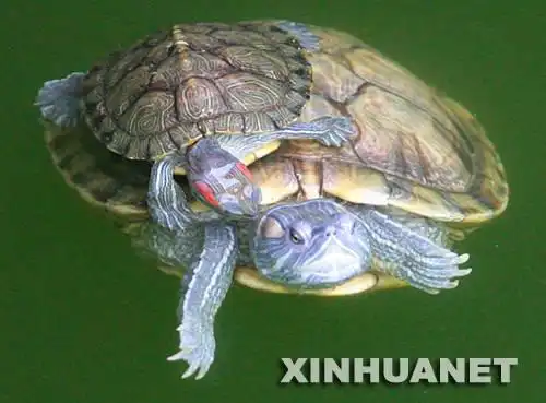 5月28日,一只小龟趴在龟妈妈的背上游弋在放生池内.