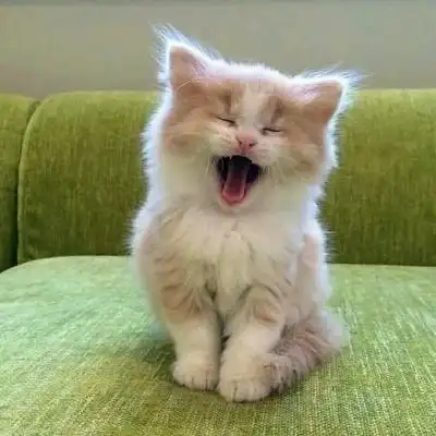 可爱的小动物头像图片192张_动物头像_头像屋