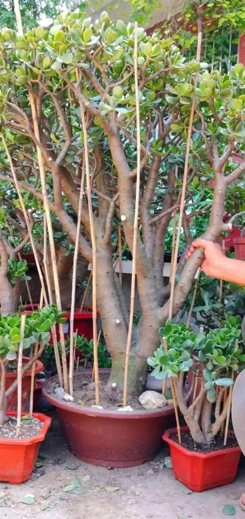 养玉树就得剪2种常见造型越剪越好看