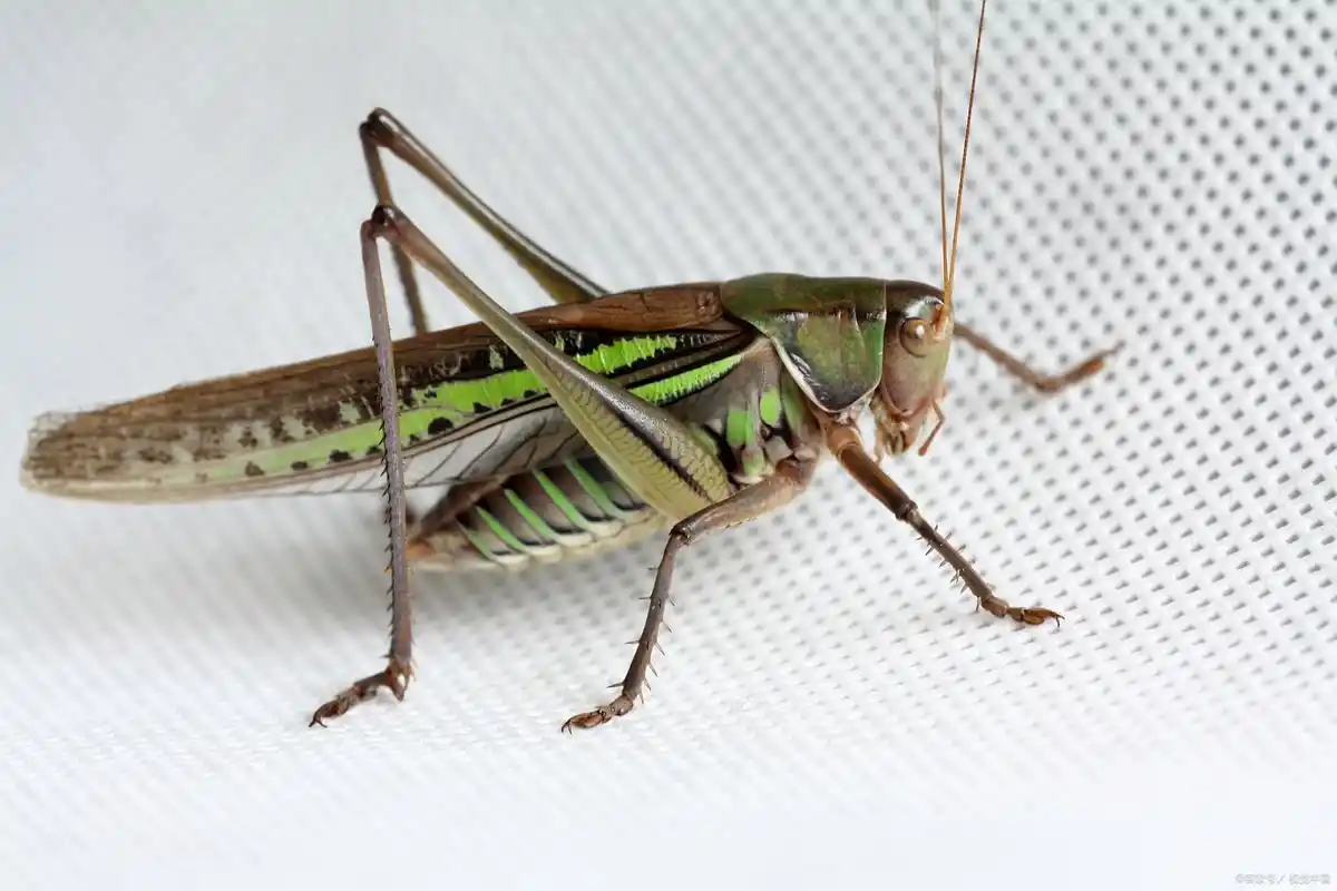 细数蚂蚱那些不为人知的小密码