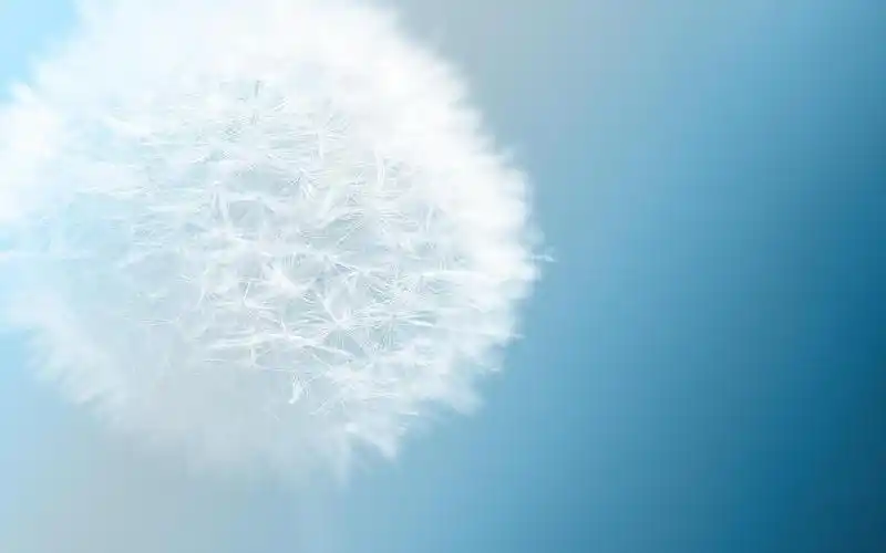 小清新植物蒲公英唯美梦幻特写