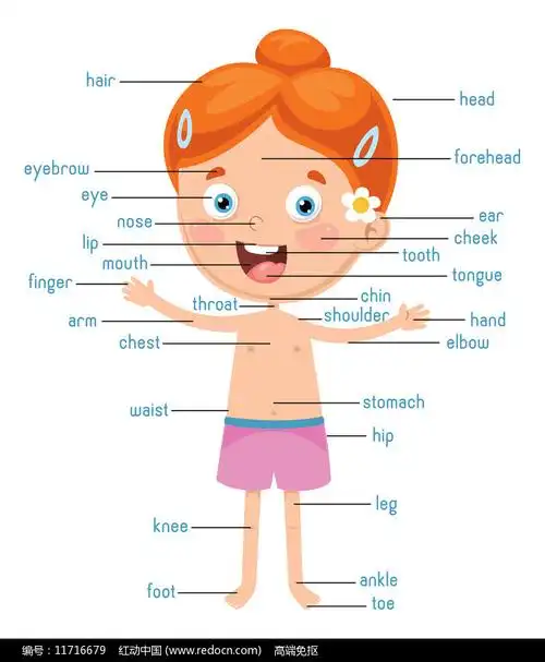 漫画风女孩身体器官分布图图片_卡通手绘_编号11716679_红动中国