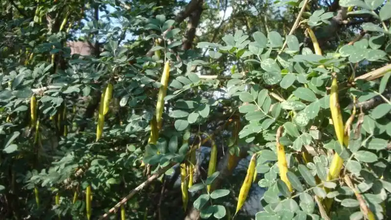 日月峡中草药:锦鸡儿