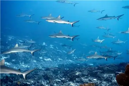 印度洋海底的神奇一幕