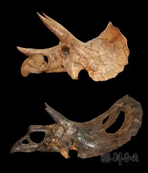 三角龙和牛角龙怎么区别?