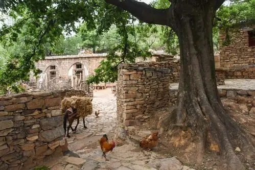 古老村落之麦收篇