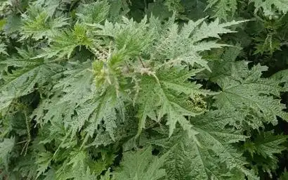 赖火麻:来自大自然的魔法草药