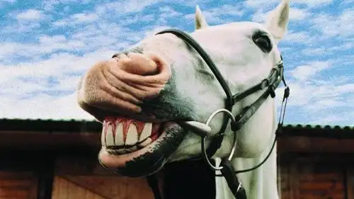 马脸——行走的表情包_新浪图片