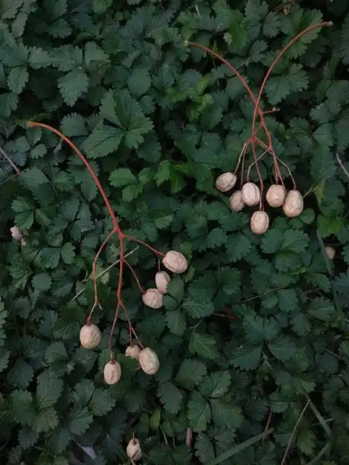 楝豆儿掉了一地快去捡