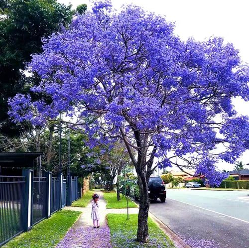 蓝花楹树苗 珍贵树苗 珍稀名贵树苗凤凰木红花楹树庭院树苗风景树