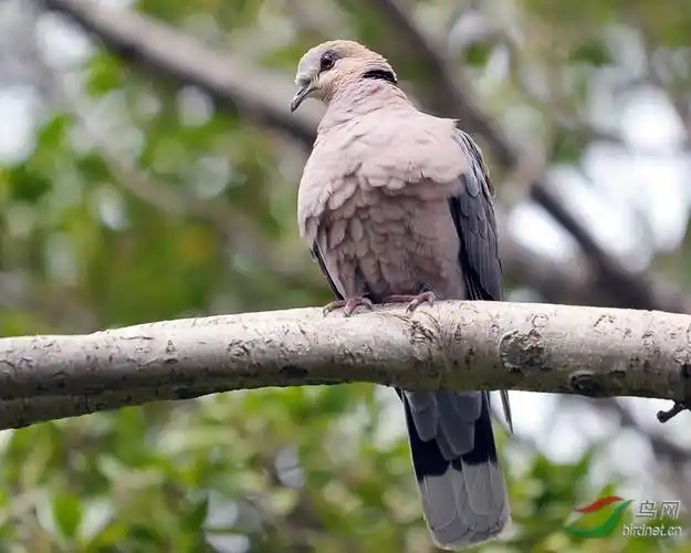 非洲鸟类知识红眼斑鸠