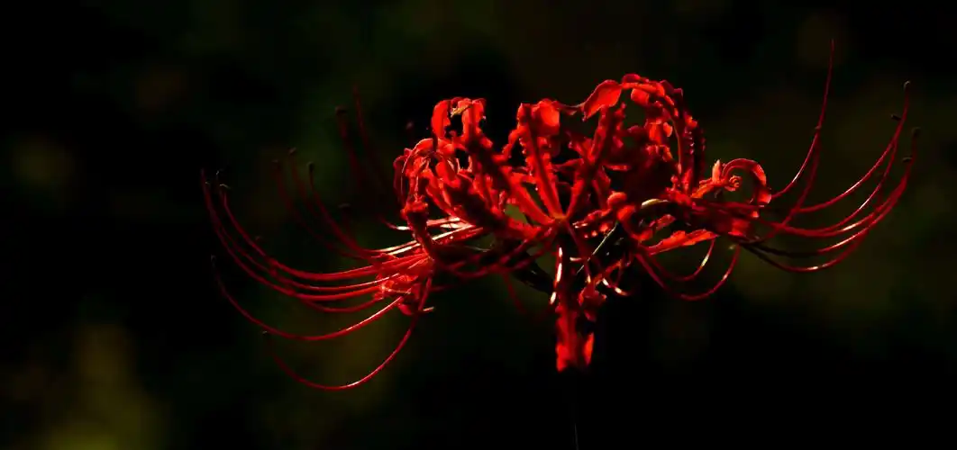 就是踏着这凄美的花朵通向幽冥之狱彼岸花学名"红花石蒜",是单子叶
