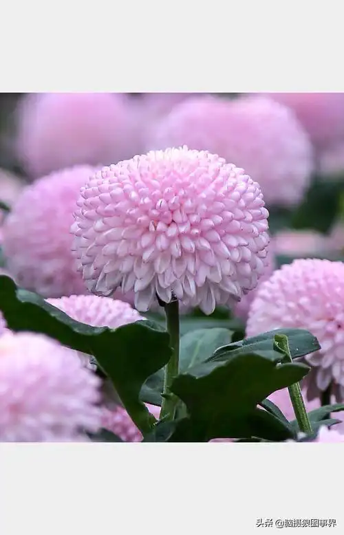 乒乓菊有粉色的吗粉色乒乓菊的花语